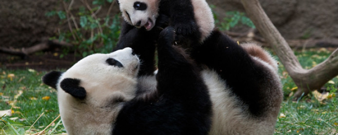 The Giant Panda: Wisest of Beasts